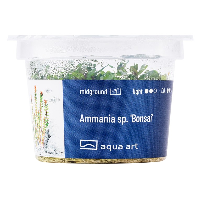 Aqua Art - Ammania sp.'Bonsai' zselés növény