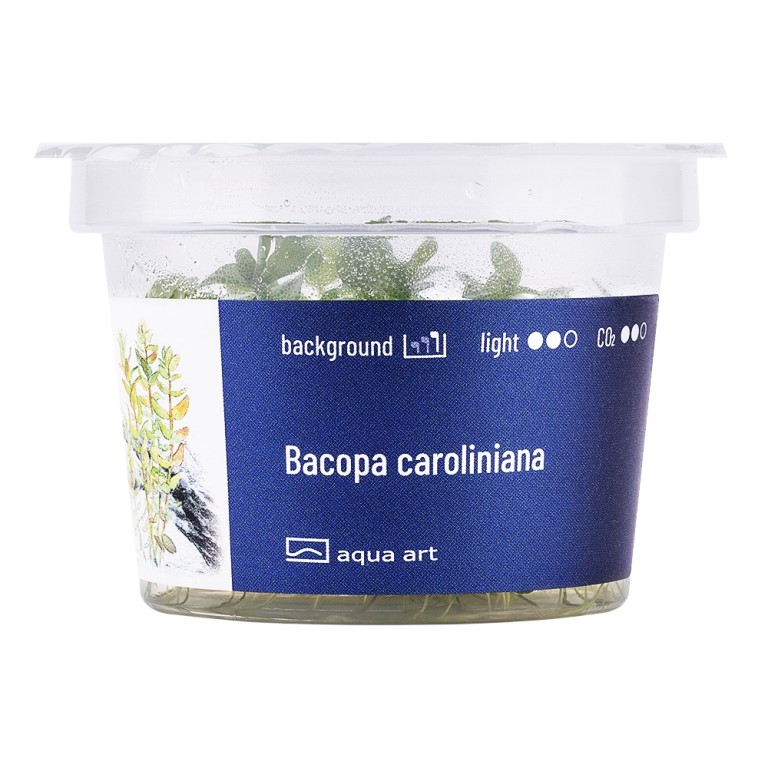 Aqua Art - Bacopa caroliniana zselés növény