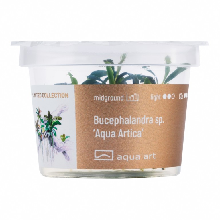 Aqua art - Bucephalandra sp. ’Aqua Artica’ zselés növény