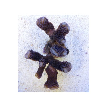 Stylophora (Milka) Purple polyp