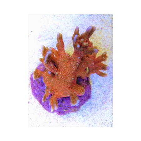 Montipora sp. - Branched Red