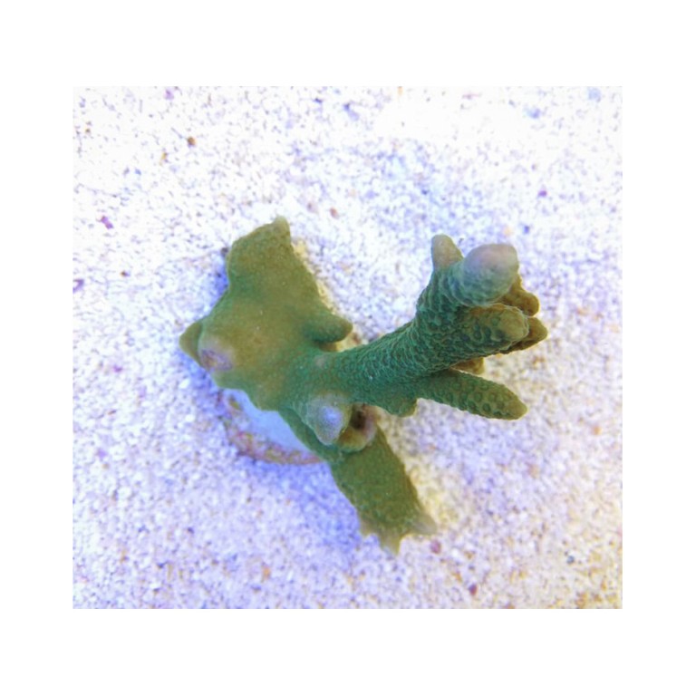 Montipora sp. - Branched Green