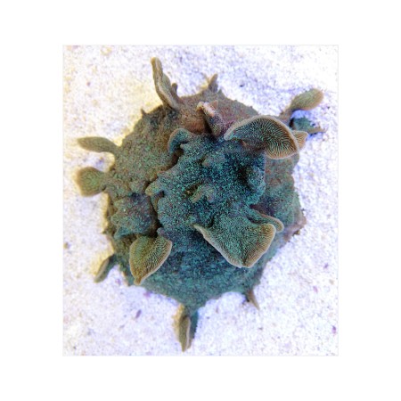 Pavona cactus green