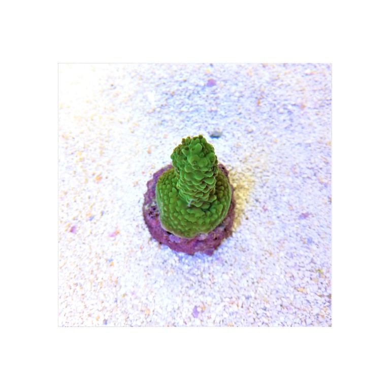 Acropora formosa ultra green