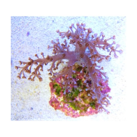 Capnella sp. - Fácska korall